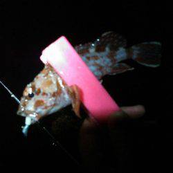 ガシラほーらん個体の巻